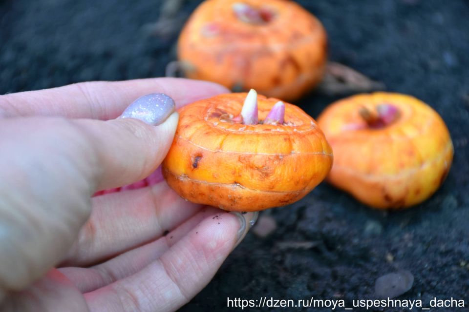 Секреты успешной посадки гладиолусов: как добиться великолепного цветения