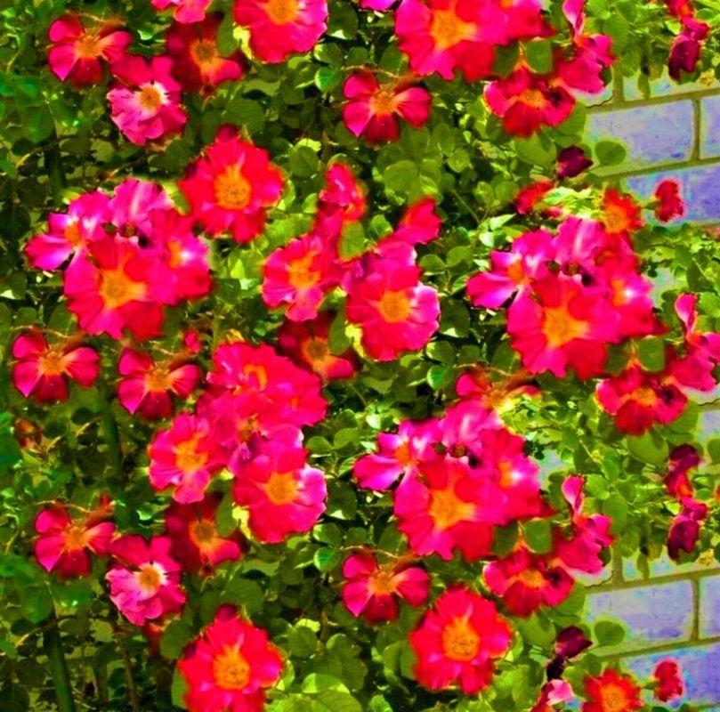 Яркие страсти садоводства: плетистая роза Crazy for You освещает зимние дни