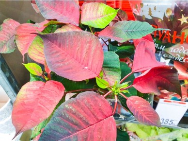 Почему советы продавцов о покупке растений могут вас удивить