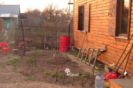 Ошибки начинающего цветовода: как не потерять свои цветники зимой