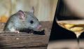 Крысы как сомелье: новые исследования удивляют