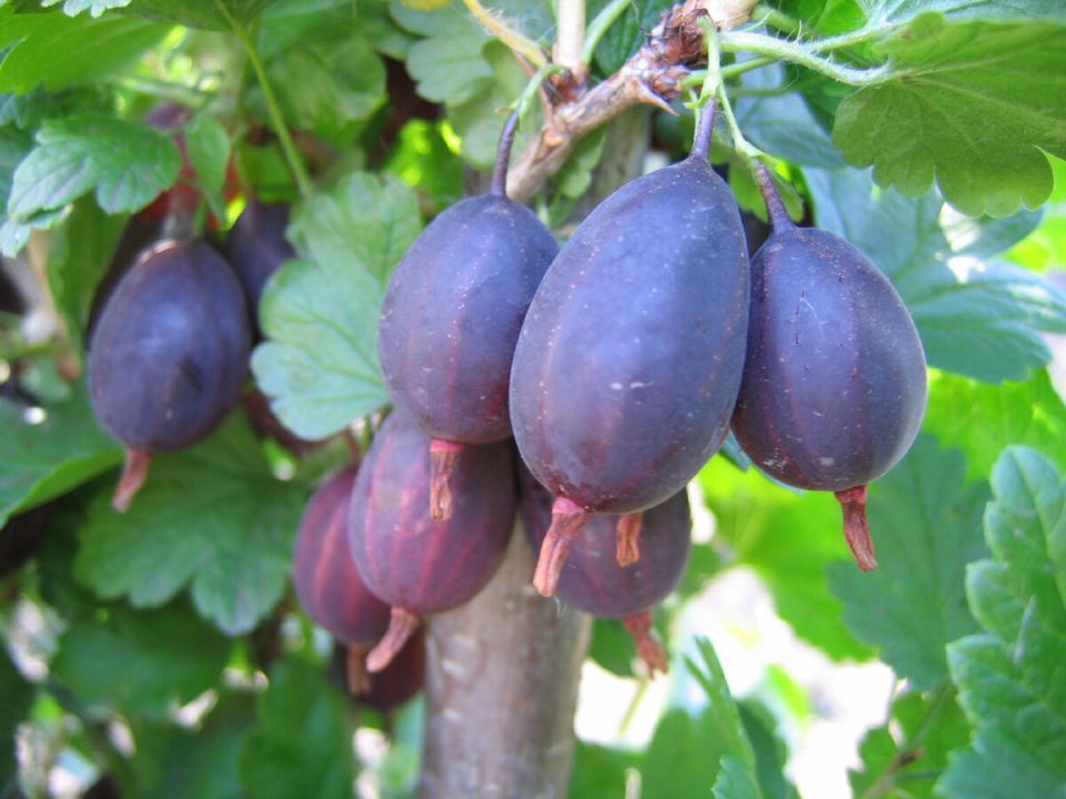 Крыжовник без шипов: выбор для удобного сада