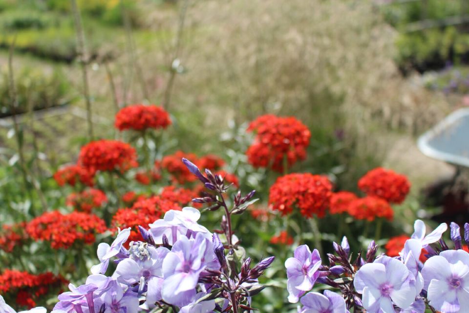 Северная флора: Лето в цвету и новые горизонты заказов