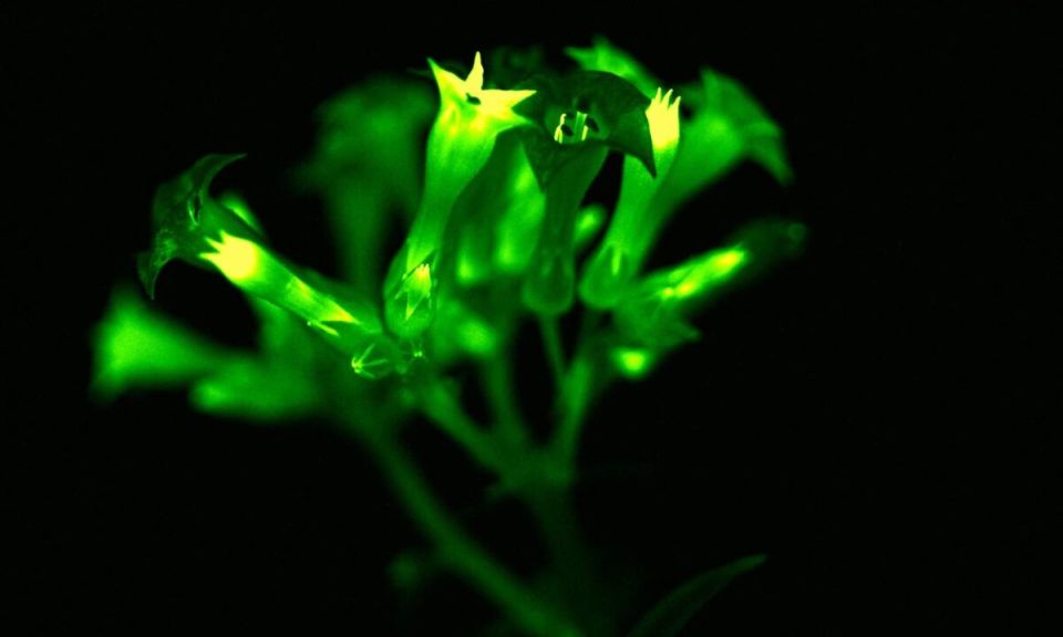 Светящиеся петунии: будущее садоводства уже рядом