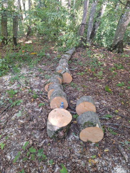 В Кабардино-Балкарии в суд направлено уголовное дело в отношении четверых жителей с.Аргудан, которые обвиняются в незаконной рубке лесных насаждений В Кабардино-Балкарии в суд направлено уголовное дело в отношении четверых жителей с.Аргудан, которые обвиняются в незаконной рубке лесных насаждений