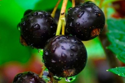 Умная смородина Нара: вкус и устойчивость в одном кусте