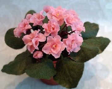 Причины закручивания листьев фиалок