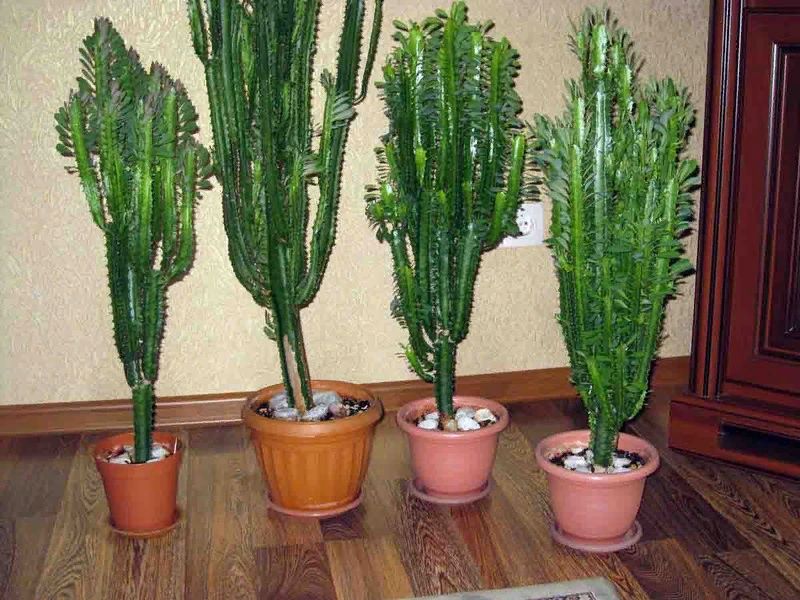 Треугольный молочай: секреты ухода за экзотическим зеленым канделябром