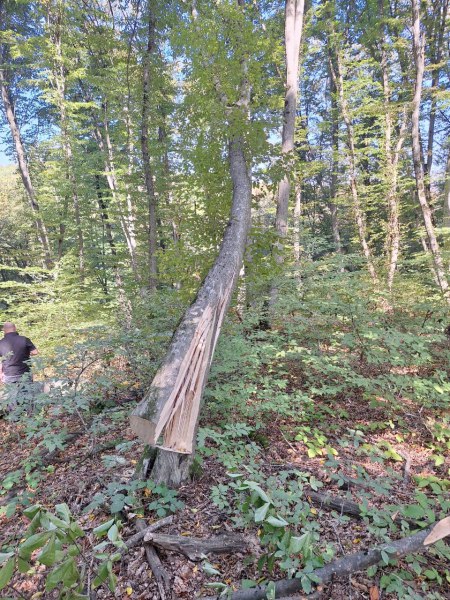 В Кабардино-Балкарии в суд направлено уголовное дело в отношении четверых жителей с.Аргудан, которые обвиняются в незаконной рубке лесных насаждений