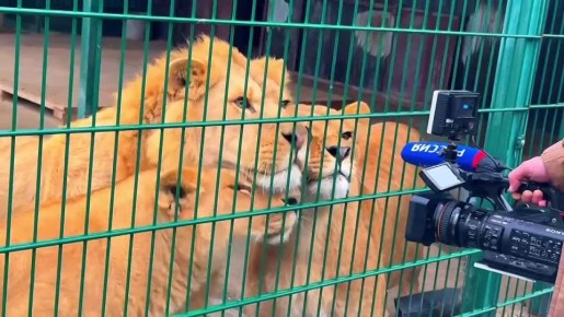 1234 Хотите увидеть, как живут наши пушистые и пернатые друзья?