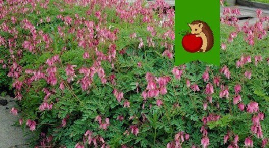 Лучшие многолетние цветы для дачи: красота без забот