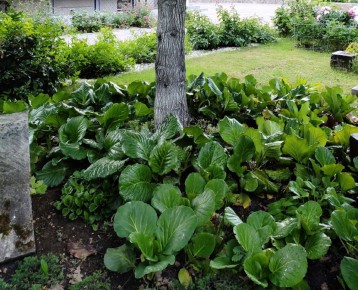 Как создать цветущий оазис в тенистом саду