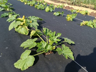 Спанбонд для дачников: как выбрать, установить и ухаживать за агроволокном