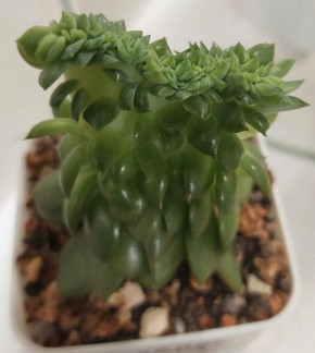 Необычные кристатные эхеверии: новые находки для коллекционеров