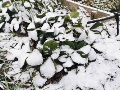 Почему весеняя обрезка клубники становится всё более популярной