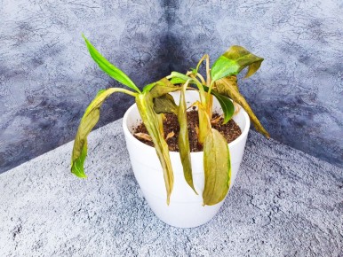 Когда растения страдают: причины и последствия неправильного ухода