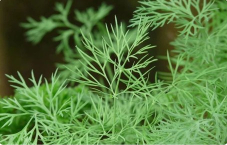 Зеленое счастье зимой: как вырастить укроп и лук на подоконнике