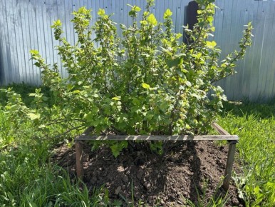 Смородина: как извлечь максимум из осенних черенков на одном месте