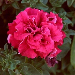 �������: ��� ������ � ������� ���������� �� ����� �����