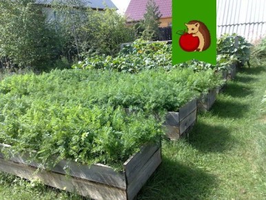 Как высокие грядки могут изменить подход к дачному хозяйству