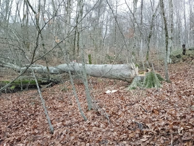 ������ ���� �� ���������-�������� ������ �������� � ���������� ����� ������ ������ ������