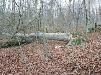 Мастер леса из Кабардино-Балкарии уличён полицией в незаконной рубке дерева ценной породы