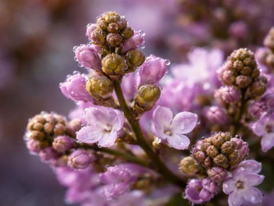 Как вырастить весну у себя дома: секреты выгонки сирени