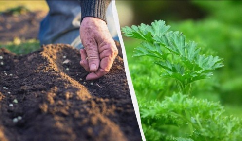 Секреты зимней посадки петрушки