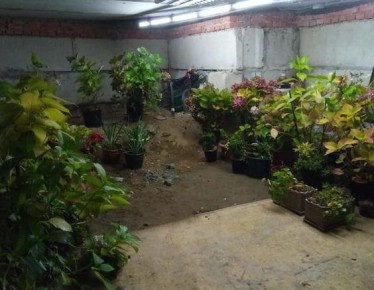 Сохранение гортензии в горшках: секреты зимовки