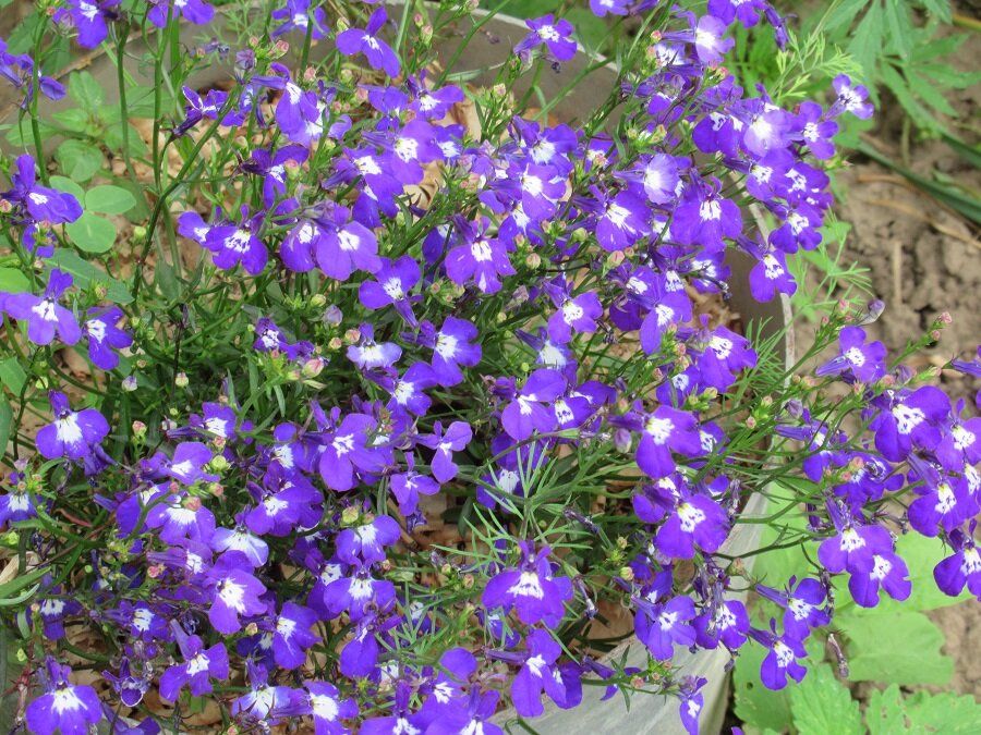 ������� �������� ������ �������: ����� ����������� ������� �� ����� ����