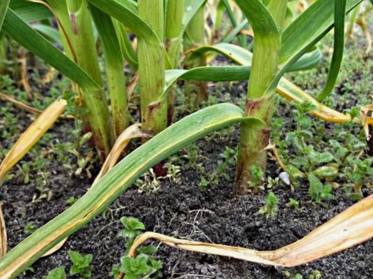 ������ ������� ������ ������ � ��� ��� ������