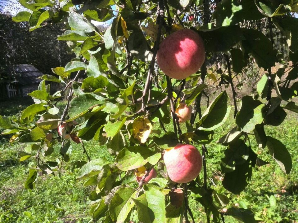 ��� ������� ������ ������ ��� ������: ������� �������� ��������