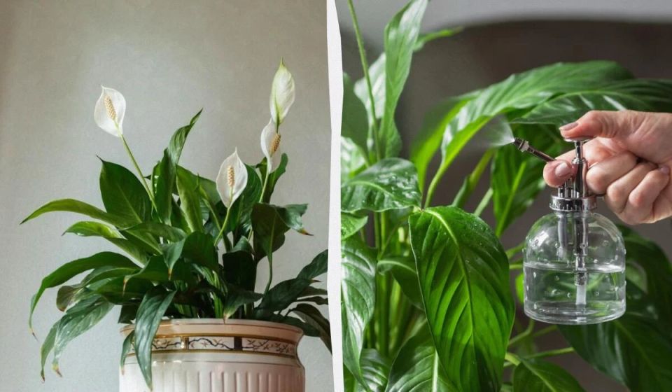 ��� �������� ����� � �����������: ������� �������� ���������