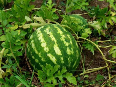 ������� ��������� ����������� ������� � ���� � ������� ������: ���� � ������