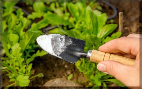 ������������ ���������: ��� ��������� ������������ ��������� ���� ���� ��� �������� ��������