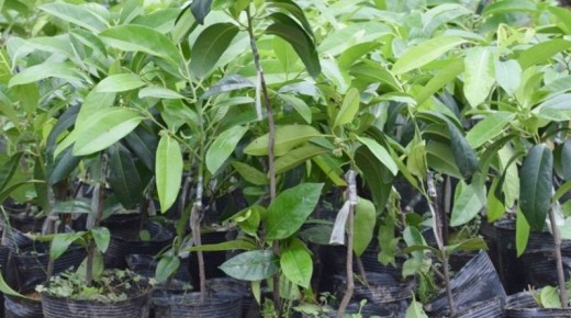 ���� � ������: 5 ��� ��������� ������ ����� �� �������