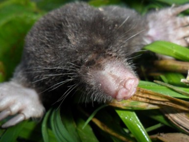 ����������� ������ �� ������ �� ����