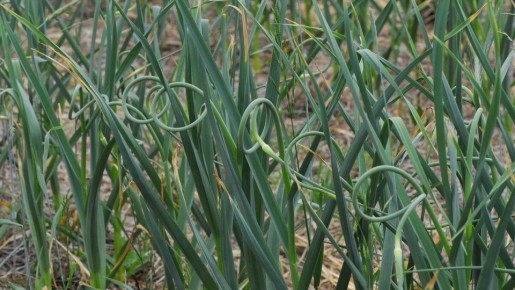 ��� �������� �������� �������: ������ �� �������� ���������