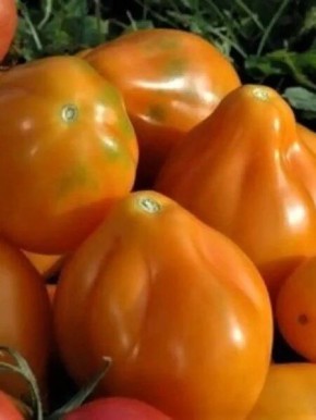 ����� �������� ������� �������: ��������� ����� ��� ��������� ��������