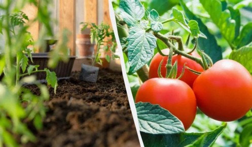 ����� ������� �� �������: ����� � ��� ��� ������� ���������