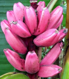 ������������ �������: �� ������� �� ���������