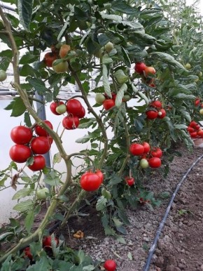 ��������� �������� ��� ��������� ������� ���������: ������ ��� ������ �������