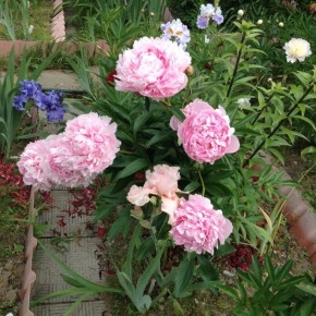 Оживите свой сад: лучшие многолетние цветы для средней полосы России