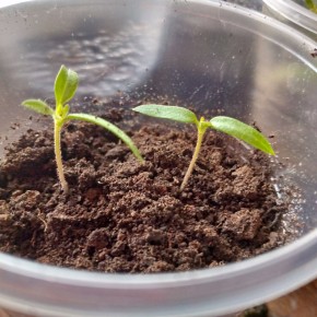 Подкормка томатов после пикировки: секреты для успешного роста