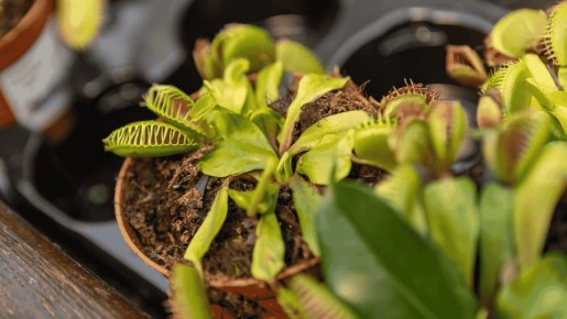 Почему вена мухоловка иногда не хочет спать зимой и как это понять