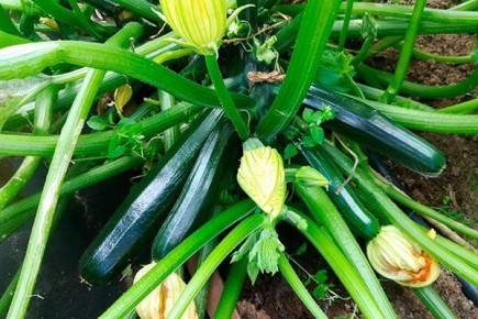 Кабачок Нефрит: секреты его успешного выращивания