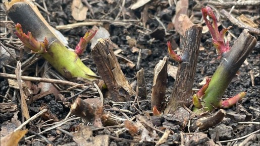 Почему чернеют розы после зимы и как вернуть им здоровье