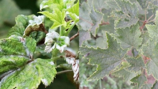 ��� ���������� � ��������� ����� �� ������ ��������� �� 7 ���� � �������