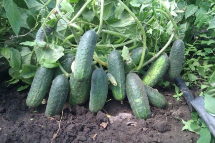 ����� � ������� � �������: ��������� ������ � �������� ������ � �������� ������