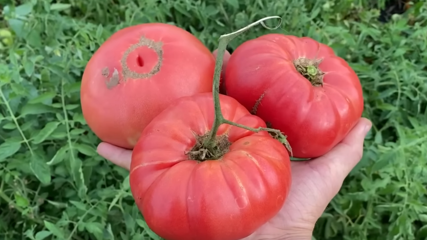 Как травяной настой изменил мой урожай томатов